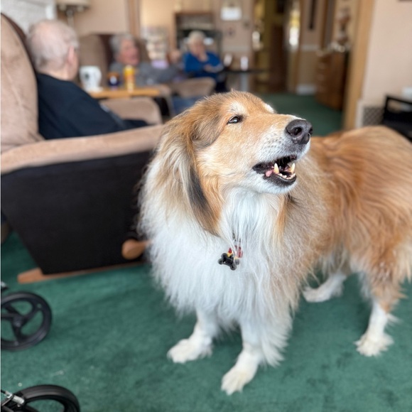 Meet your Posher, Liza - Picture 4 of 16